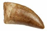 Serrated, Carcharodontosaurus Tooth - Real Dinosaur Tooth #193010-1